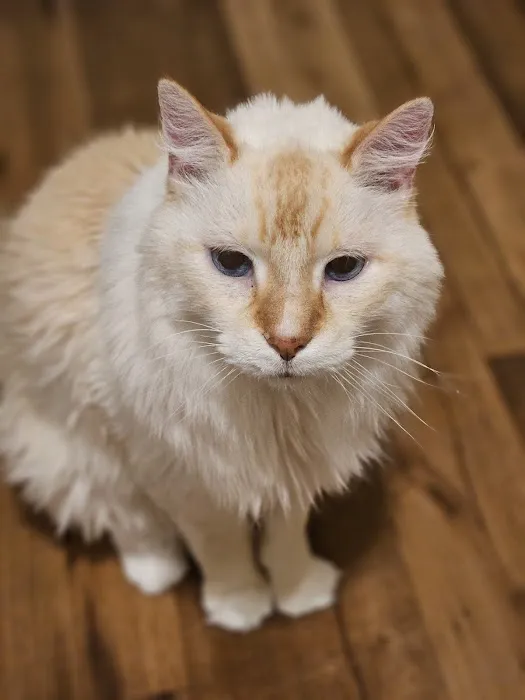 VCA Animal Medical Center of Omaha Picture 1