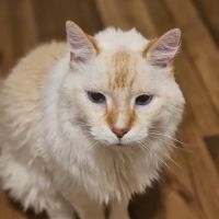 VCA Animal Medical Center of Omaha ico