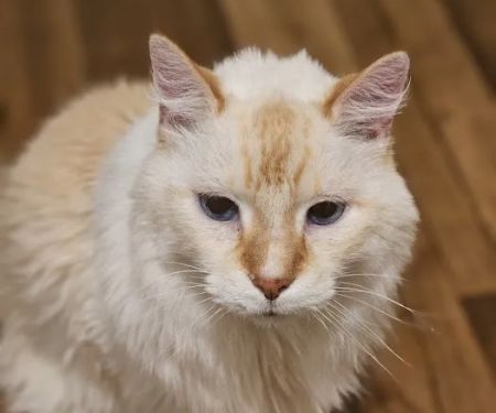 VCA Animal Medical Center of Omaha