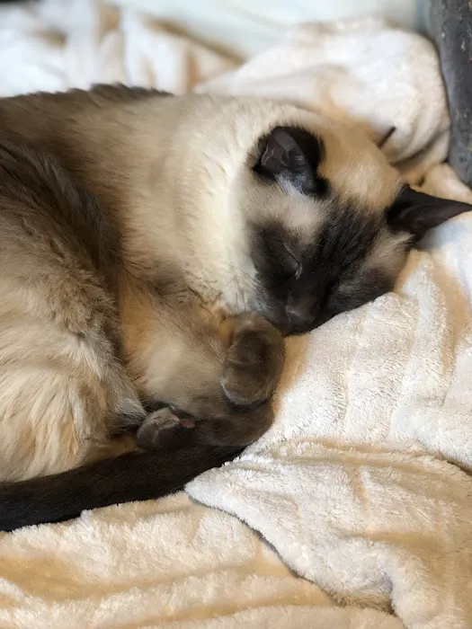 VCA Animal Medical Center of Omaha Picture 2