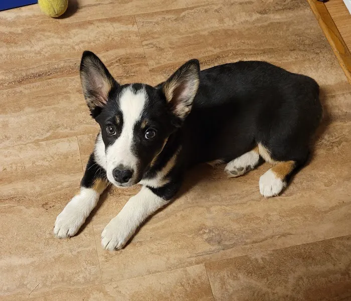 Sunderman Veterinary Services PC Picture 1