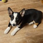 Sunderman Veterinary Services PC