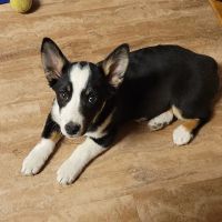 Sunderman Veterinary Services PC ico