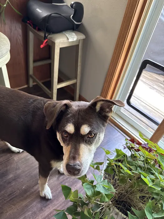 Shenandoah Animal Hospital, Inc. Picture 2