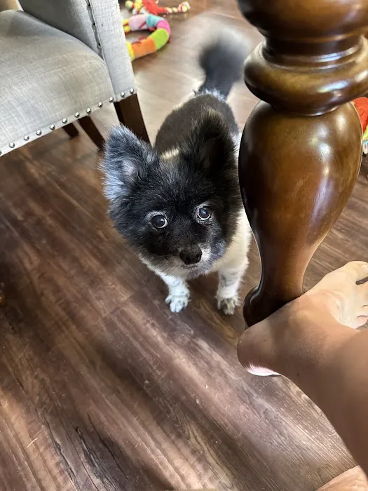 Shenandoah Animal Hospital, Inc. Picture 3