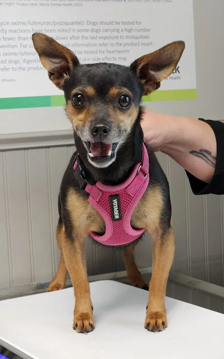 Shenandoah Animal Hospital, Inc. Picture 1