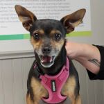 Shenandoah Animal Hospital, Inc.