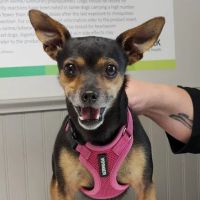 Shenandoah Animal Hospital, Inc. ico