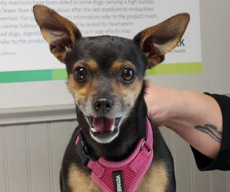 Shenandoah Animal Hospital, Inc.