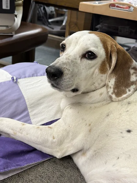 Shenandoah Animal Hospital, Inc. Picture 4