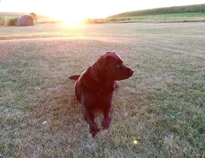 Shenandoah Animal Hospital, Inc. Picture 7