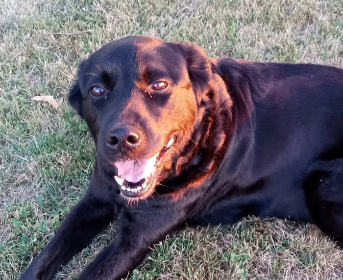 Shenandoah Animal Hospital, Inc. Picture 6