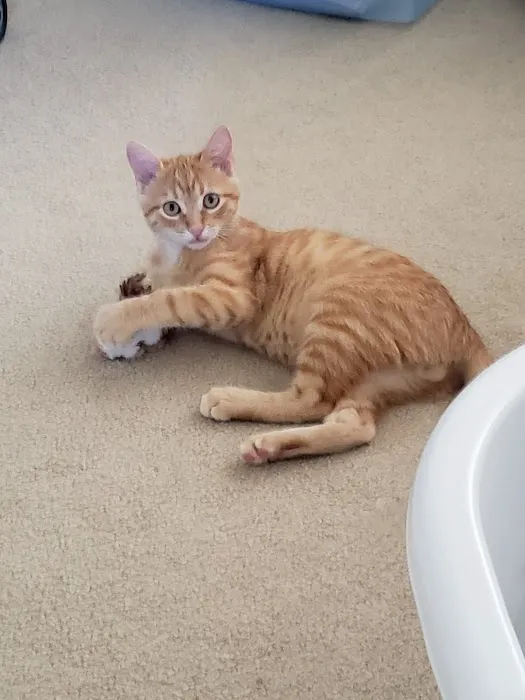 Shenandoah Animal Hospital, Inc. Picture 8