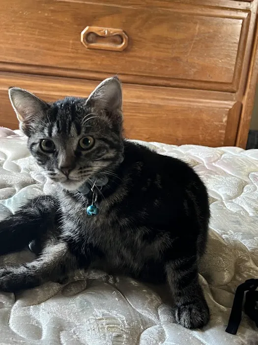 Shenandoah Animal Hospital, Inc. Picture 5