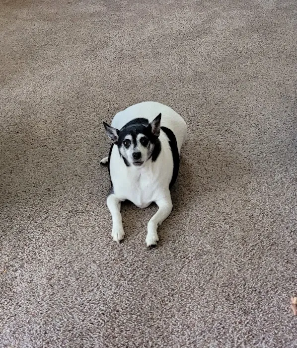 Shenandoah Animal Hospital, Inc. Picture 10