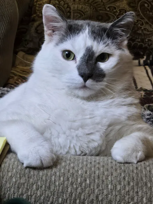 Shenandoah Animal Hospital, Inc. Picture 9