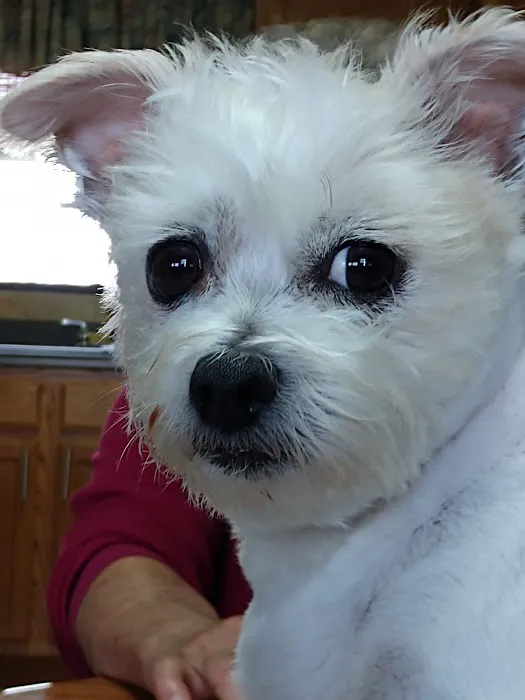 Hilltop Animal Hospital Picture 2