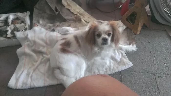 Hilltop Animal Hospital Picture 6