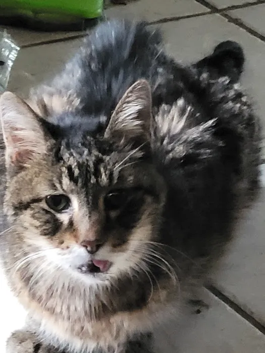 Hilltop Animal Hospital Picture 4