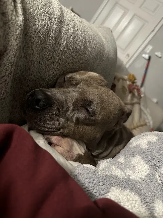 Allee Veterinary Services, Inc. Picture 4