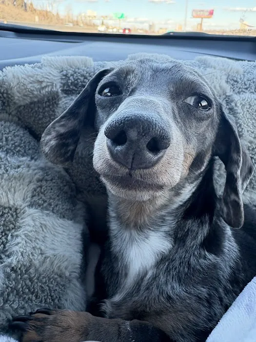 Allee Veterinary Services, Inc. Picture 7