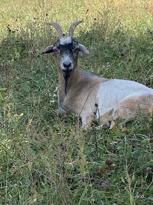 Allee Veterinary Services, Inc. Picture 5