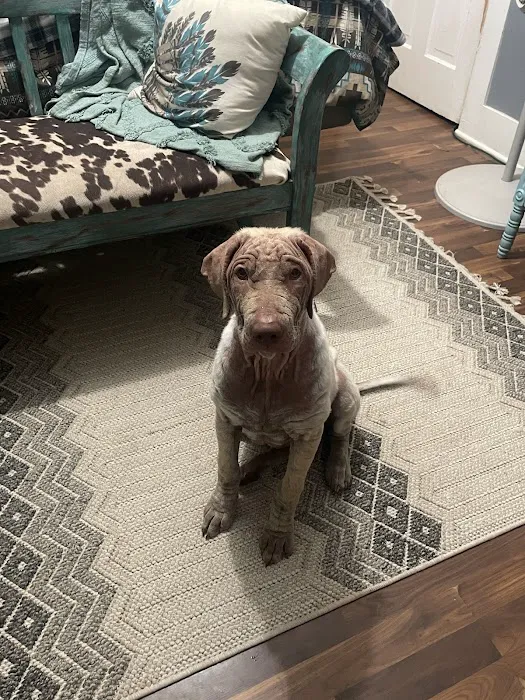 Allee Veterinary Services, Inc. Picture 9