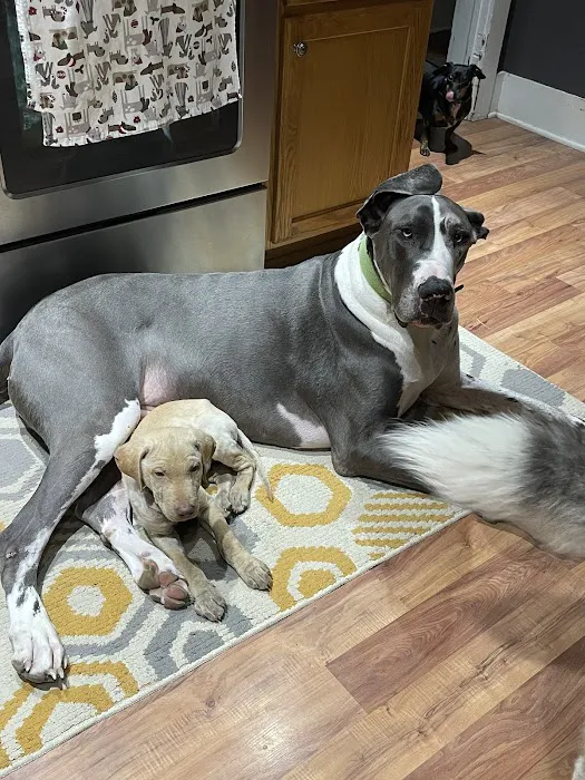 Allee Veterinary Services, Inc. Picture 8