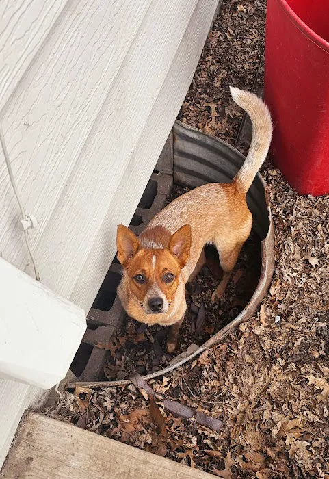 Allee Veterinary Services, Inc. Picture 10