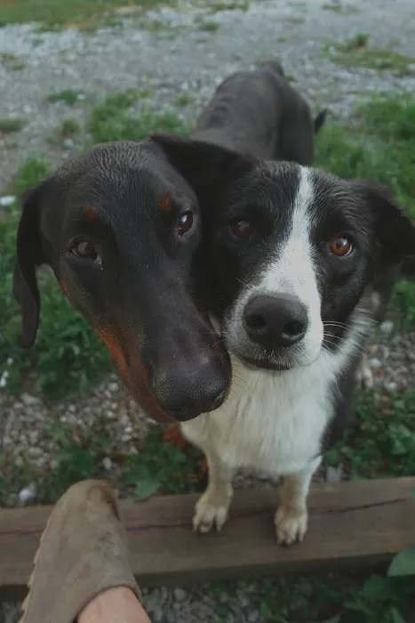 Cameron Veterinary Clinic Picture 2