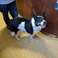 Cameron Veterinary Clinic ico