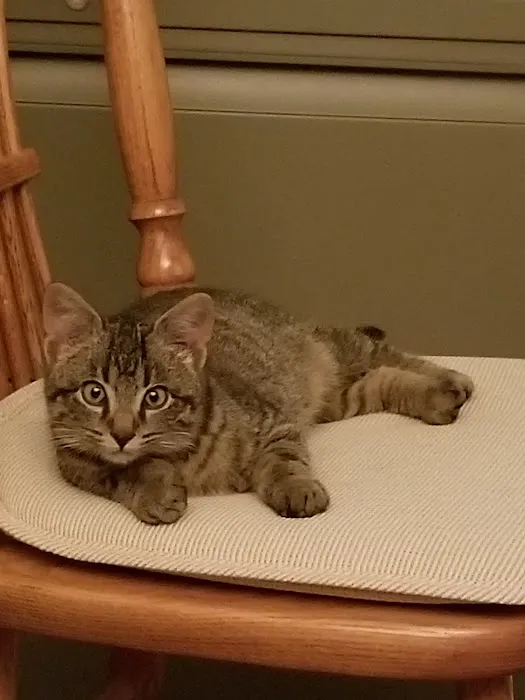 Twin Oaks Veterinary Clinic Picture 3