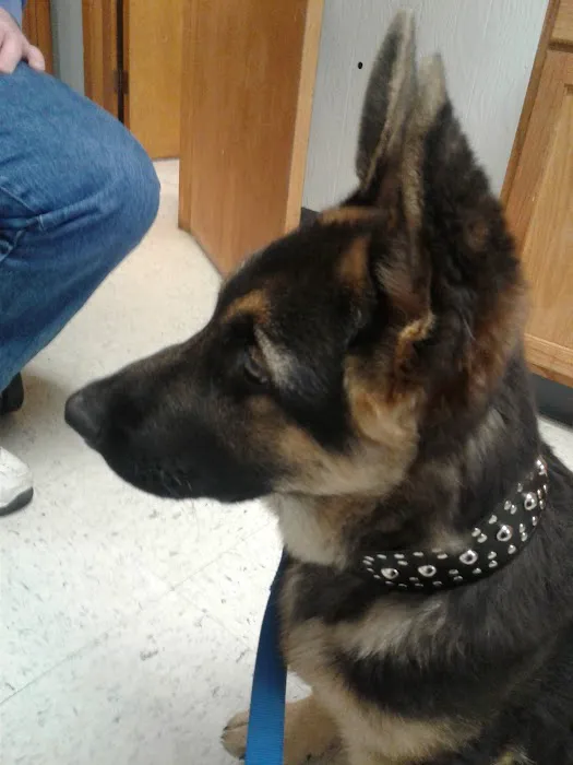 Twin Oaks Veterinary Clinic Picture 5