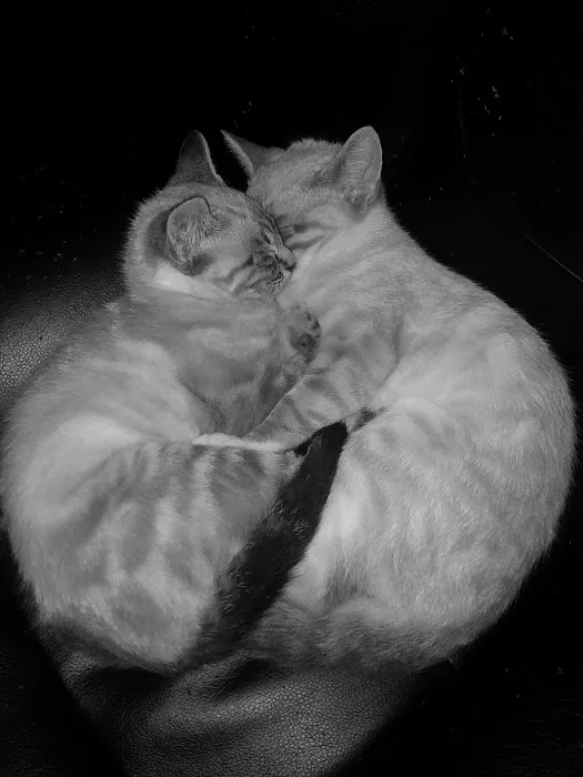 Twin Oaks Veterinary Clinic Picture 9