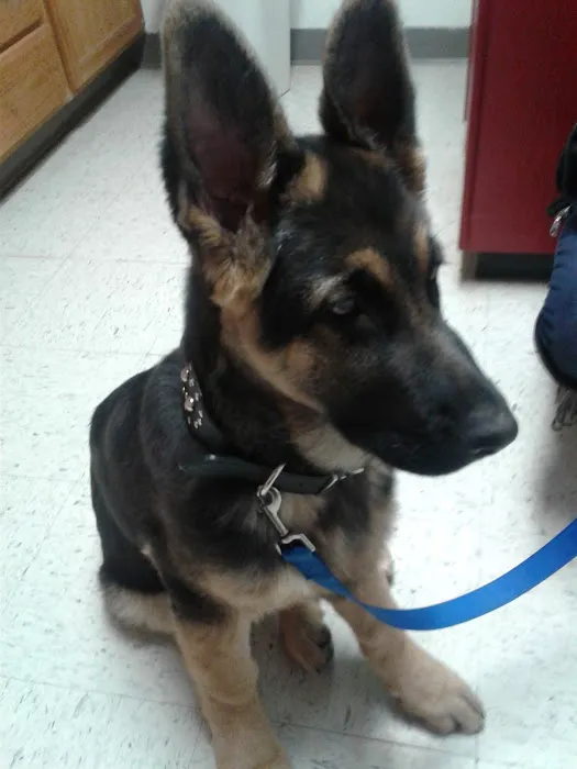 Twin Oaks Veterinary Clinic Picture 7