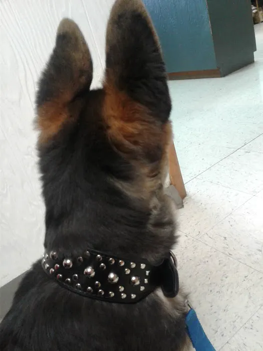 Twin Oaks Veterinary Clinic Picture 8