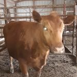 Polo Veterinary Clinic