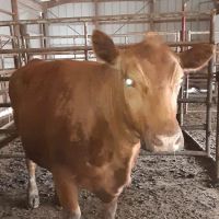 Polo Veterinary Clinic ico