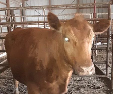 Polo Veterinary Clinic