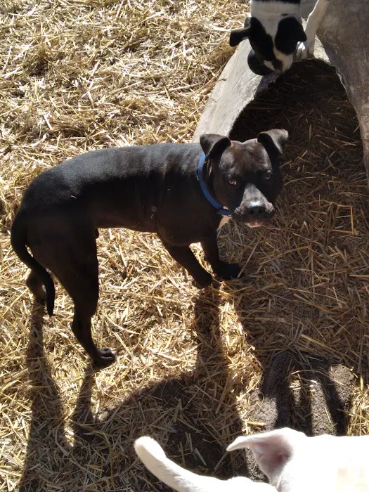 Progressive Veterinary Services Picture 2