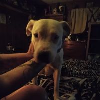 Progressive Veterinary Services ico