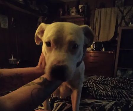 Progressive Veterinary Services