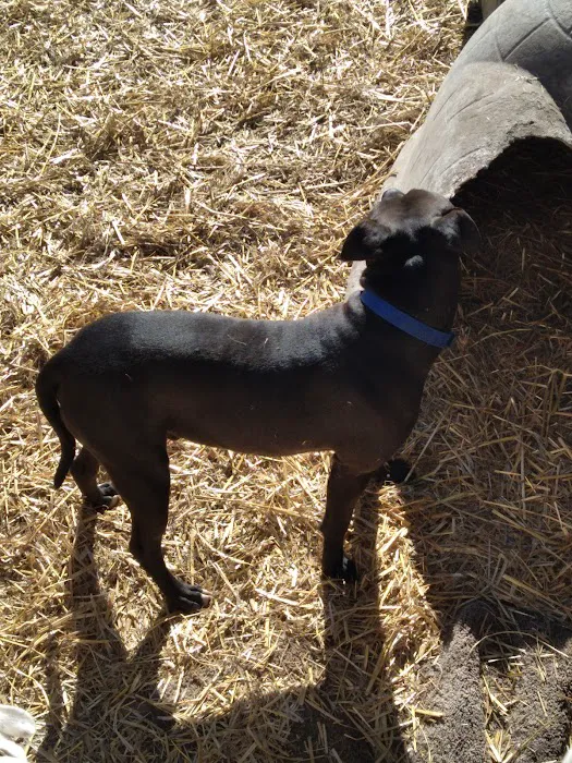 Progressive Veterinary Services Picture 3