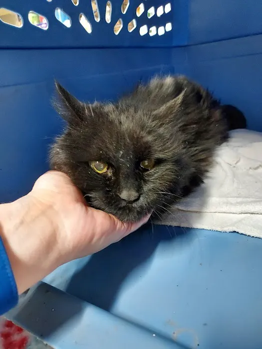 Howard County Veterinary Service, P.C. Picture 3