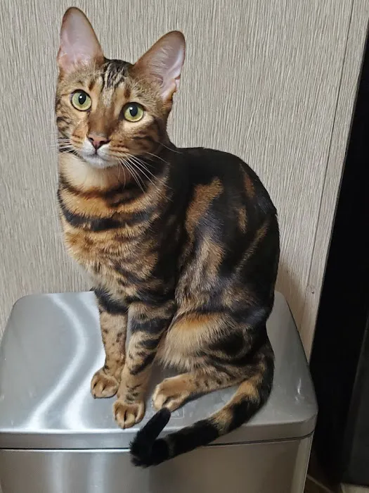 Howard County Veterinary Service, P.C. Picture 7