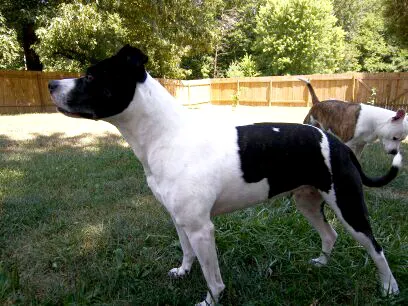 Scott City Animal Clinic Picture 1