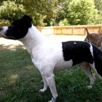 Scott City Animal Clinic ico