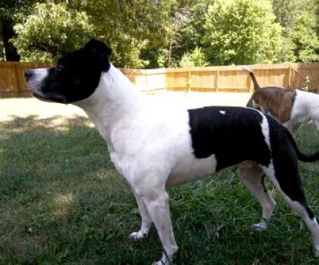 Scott City Animal Clinic