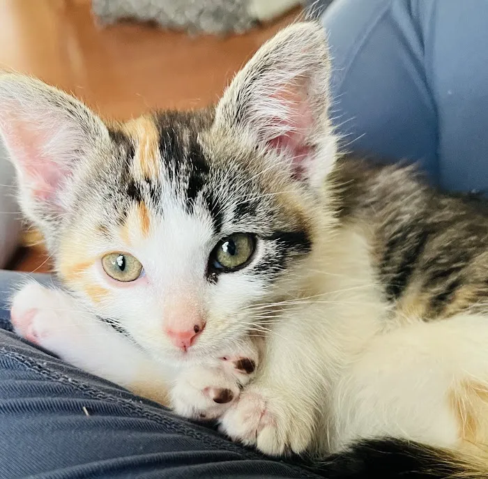 Deer Ridge Animal Hospital Picture 3