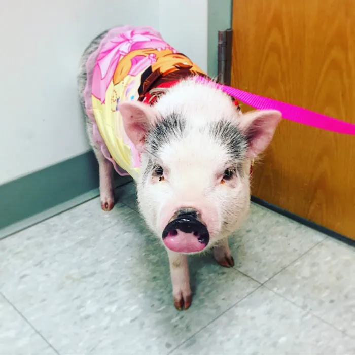 Deer Ridge Animal Hospital Picture 6